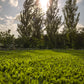 Stampede Buffalo Grass (Coming Soon)
