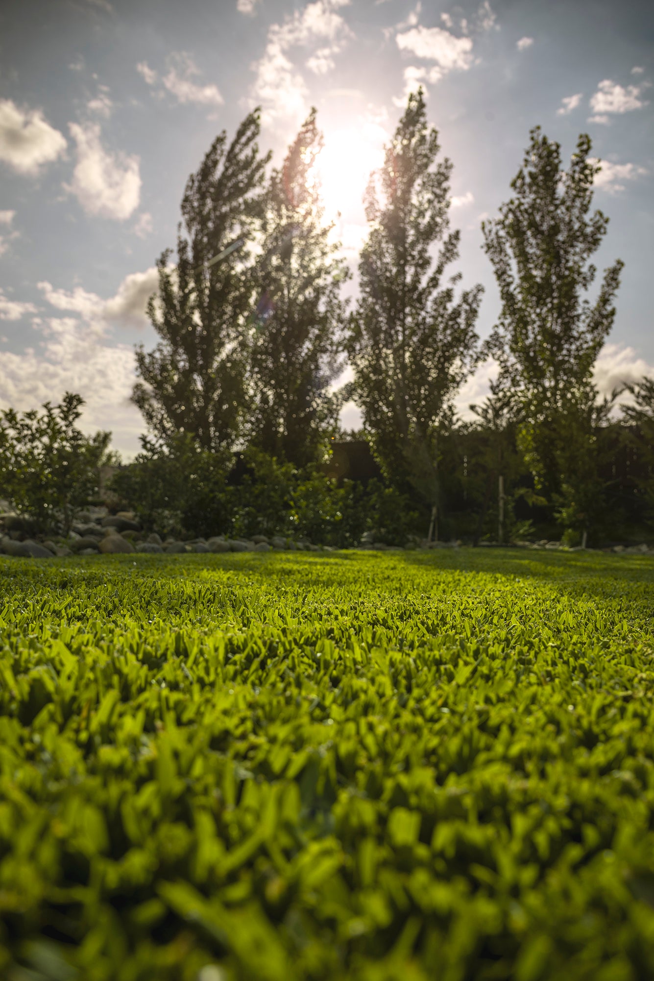 Stampede Buffalo Grass (Coming Soon)