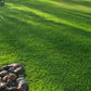 Stampede Buffalo Grass (Coming Soon)