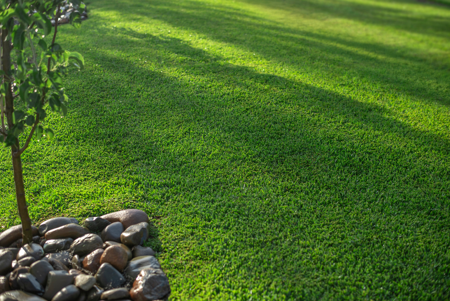 Stampede Buffalo Grass (Coming Soon)