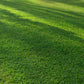Stampede Buffalo Grass (Coming Soon)
