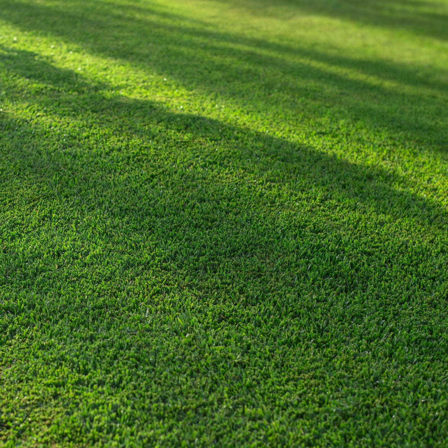 Stampede Buffalo Grass (Coming Soon)