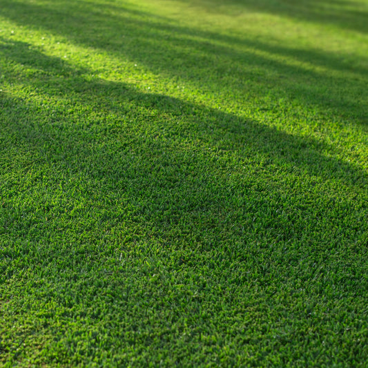 Stampede Buffalo Grass (Coming Soon)