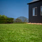Stampede Buffalo Grass (Coming Soon)