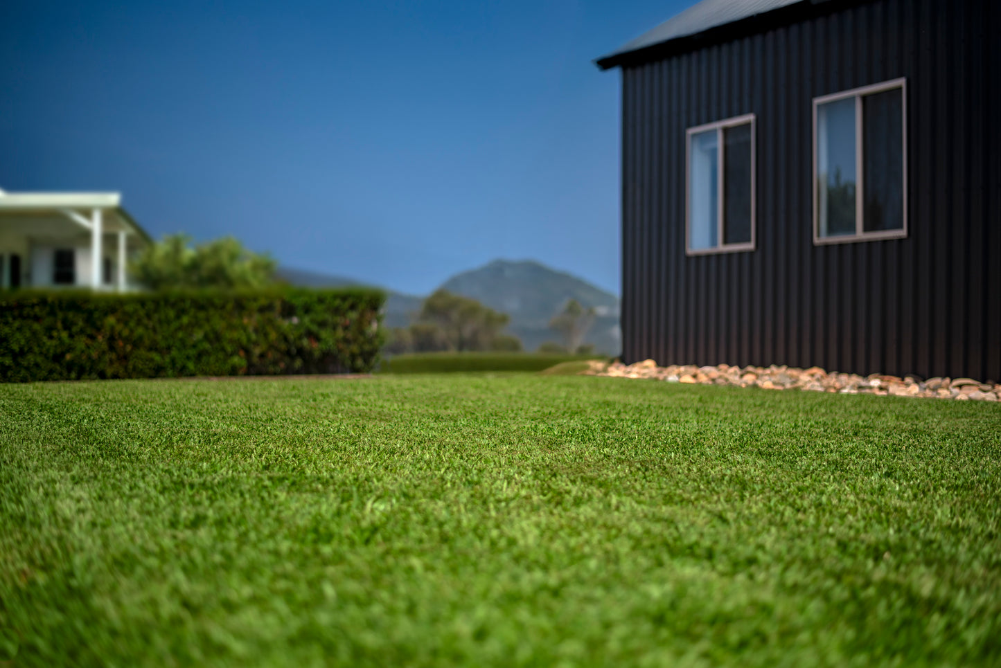 Stampede Buffalo Grass (Coming Soon)