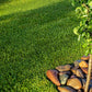 Stampede Buffalo Grass (Coming Soon)
