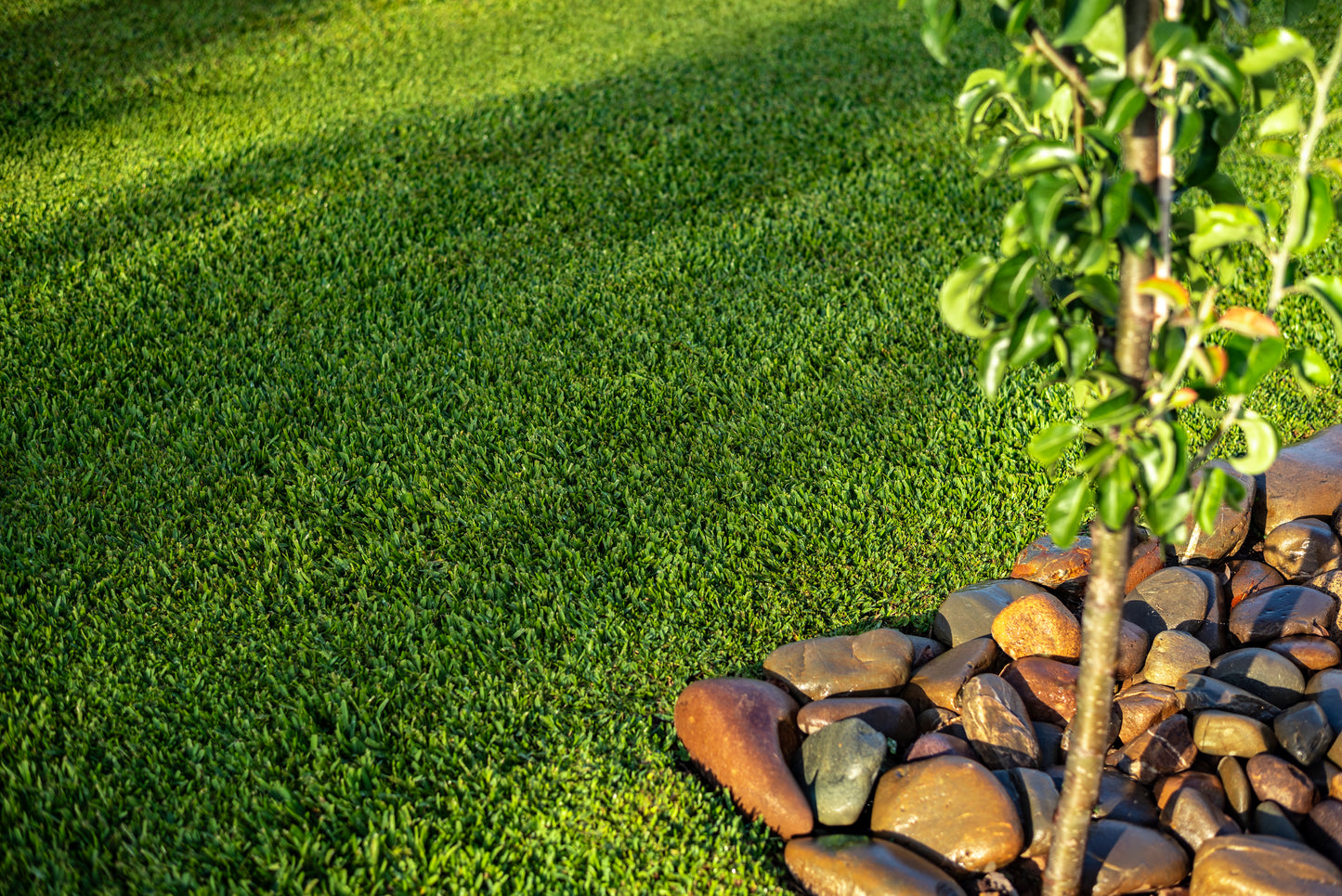 Stampede Buffalo Grass (Coming Soon)