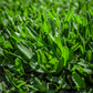 Stampede Buffalo Grass (Coming Soon)