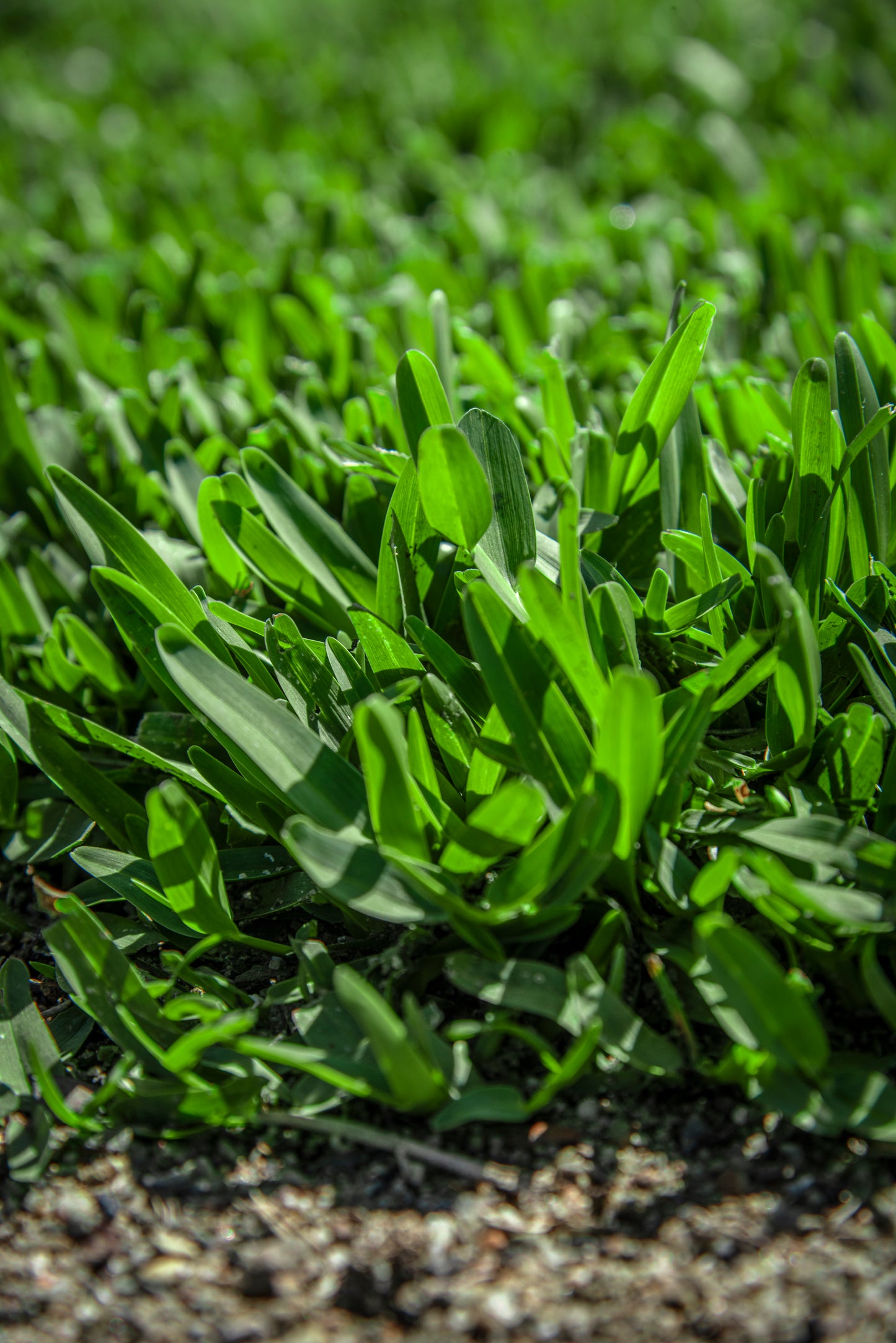 Stampede Buffalo Grass (Coming Soon)