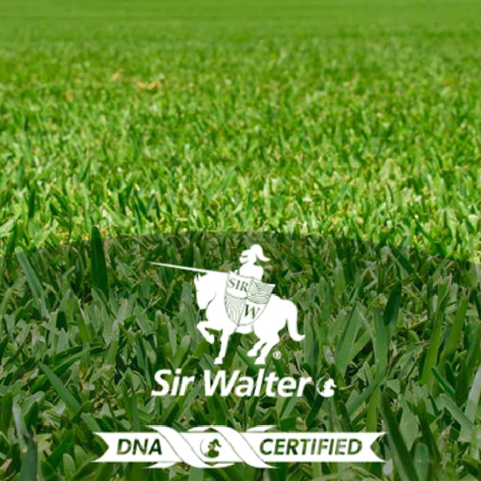 Sir Walter DNA Certified Turf