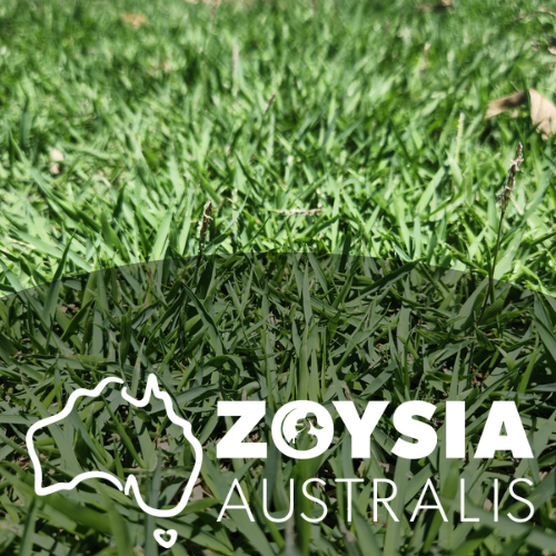 Turf - Zoysia Australis